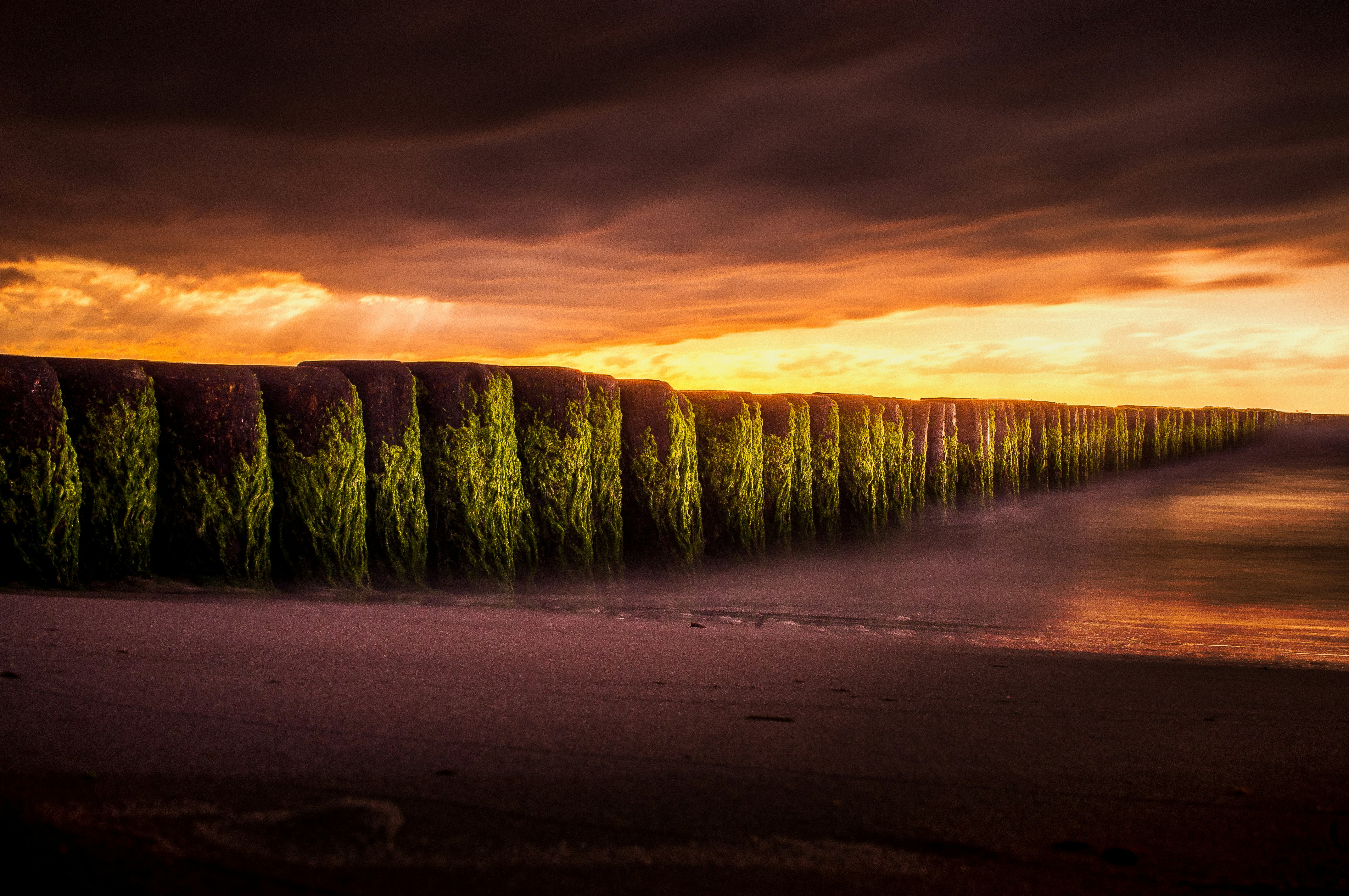 stand of trees scenery